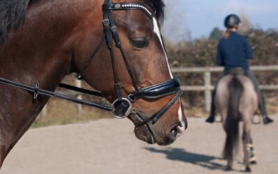 Stages de Printemps 2026